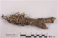 藏品(袋梅衣屬)的圖片